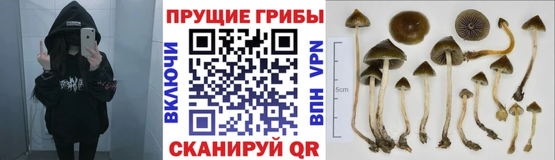 Галлюциногенные грибы GOLDEN TEACHER  Москва 